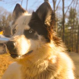 Tahni - Native American Indian Dog
