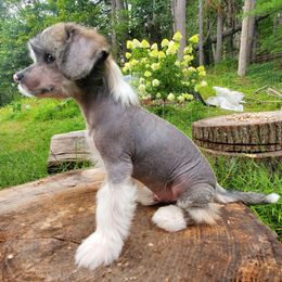 Jeremy - Slate male Chinese Crested puppy in Union City, New Jersey from Marina Konstantinova's Cresteds