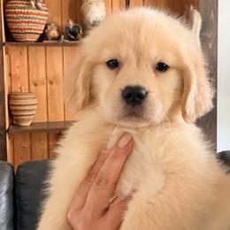Royal Blue Collar girl - Golden female Golden Retriever puppy in Garrison, Montana from Mattiaci Goldens