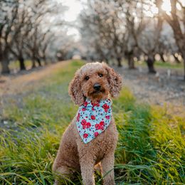Livvy - Goldendoodle