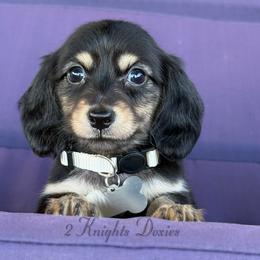 Christina💜 - Black and cream female Dachshund puppy in New Braunfels, Texas from 2 Knights Doxies