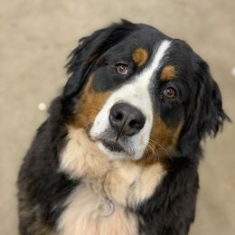 Sasha - Bernese Mountain Dog