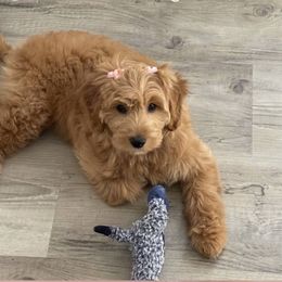 French Bulldog and Goldendoodle Puppies from The Pup Spot