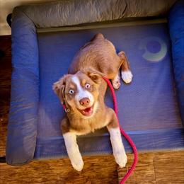 Sasha - Red merle female Australian Shepherd puppy in Clover, South Carolina from Jo’s Aussies