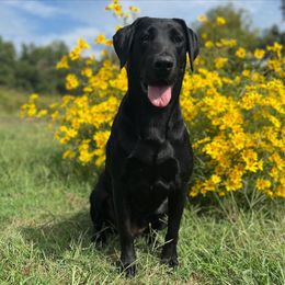 Jade - Labrador Retriever