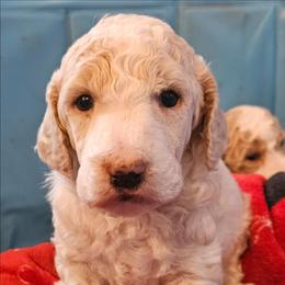 Buttercup (cream) - Parti female Poodle puppy in Snowflake, Arizona from TaylorMade Standard Poodles