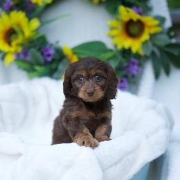 Apricot - Chocolate male Cavapoo puppy in Bellingham, Washington from My Sweet Poodles and Doodles