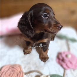 Felicity - Chocolate and tan female Dachshund puppy in Webb, Alabama from Bryant's Babies