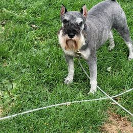 Trike - Miniature Schnauzer