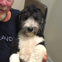 Roo - Sheepadoodle