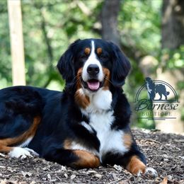 Oakley - Bernese Mountain Dog