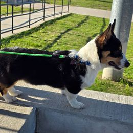 Pembroke Welsh Corgi Puppies from Shelly Bean Corgis