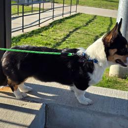 Pembroke Welsh Corgi Puppies from Shelly Bean Corgis