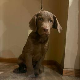 Pink Collar - Brown male Chesapeake Bay Retriever puppy in Wisconsin Dells, Wisconsin from Kilbourn Chesapeakes