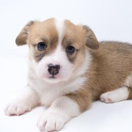 Faith (Hot Pink Collar) - Health Tested Parents - Sable female Pembroke Welsh Corgi puppy in Sacramento, California from Limitless Huskies