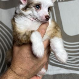Chinese Crested Puppies from Alvarez Chinese Crested