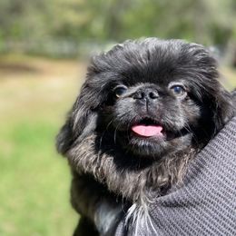 Sulley - Pekingese
