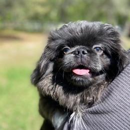 Sulley - Pekingese