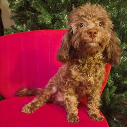RUDIE - Brown male Maltipoo puppy in Palmdale, California from J Designer Puppies