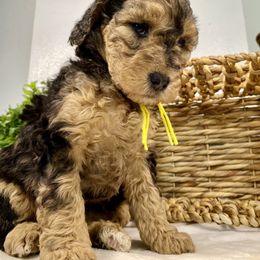 Cavapoo and Goldendoodle Puppies from AnnaBella Doodle