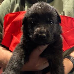 Girl 1 - Black female German Shepherd puppy in Londonderry, New Hampshire from Rusak Shepherds / Wiley Hill Shepherds