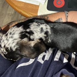 Dachshund Puppies from Witchy Woman’s Wiener’s