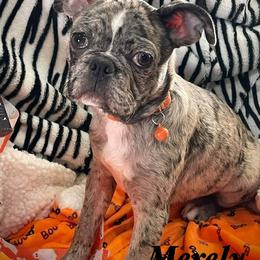 Marley Frug - Silver female Pug puppy in Hesperia, California from Amatskennel - Stubby Tails Ranch