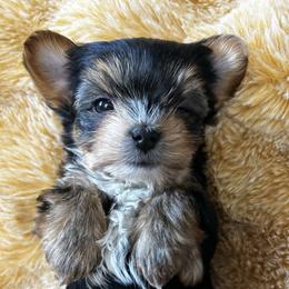 Ember glow - Black and tan female Yorkshire Terrier puppy in Coeur D Alene, Idaho from Cozy Coeur Yorkies