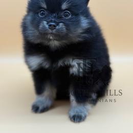 Melody - Black and tan female Pomeranian puppy in Redlands, California from Torrey Hills Poms