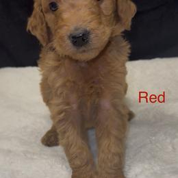 Red - Red male Assorted Doodle Crosses puppy in San Jacinto, California from Goldens and Doodles