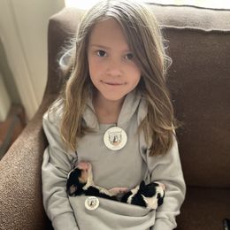 Australian Mountain Doodle and Bernedoodle Puppies from Boxwood Doodles