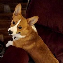 Sarkie - Pembroke Welsh Corgi