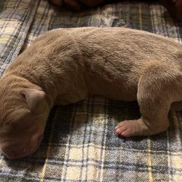Chai - Silver female Great Dane puppy in Marlow, New Hampshire from Fox Hill Danes