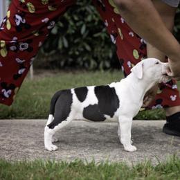 American Staffordshire Terrier Puppies from Ynez Amstaffs