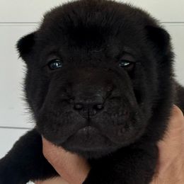 Bingo - Black male Chinese Shar-Pei puppy in Chipley, Florida from HapPei House of Wrinkles
