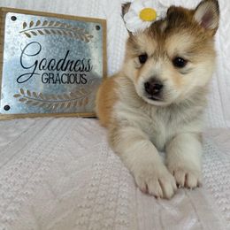 Pomsky Puppies from Goodness Gracious Pomskies