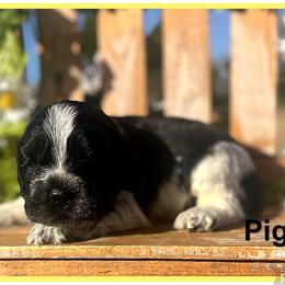 Pigpen - Black and white male Cocker Spaniel puppy in Clinton, Oklahoma from Enchanted Spaniels
