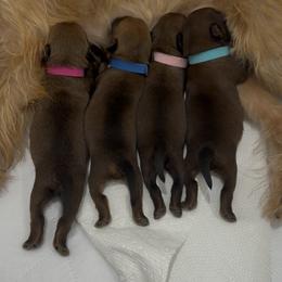 Fred - Belge male Brussels Griffon puppy in Hilton Head Island, South Carolina from Andria Satero