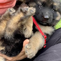 German Shepherd Puppies from Broward Shepherds