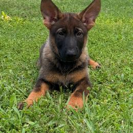 Bruiser - Sable male German Shepherd puppy in Inverness Highlands South, Florida from Von der Tetiaroa German Shepherd dogs