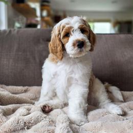 Reed - Parti male Goldendoodle puppy in Moses Lake, Washington from Macy Meadows Doodles