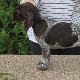 German Shorthaired Pointer Puppies from Hotwired GSPs