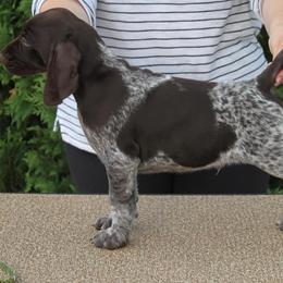German Shorthaired Pointer Puppies from Hotwired GSPs