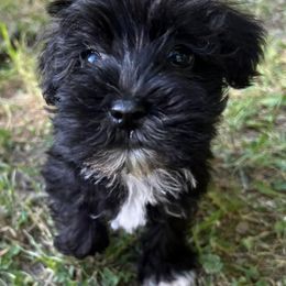 Miniature Schnauzers from Okie Girl Schnauzers