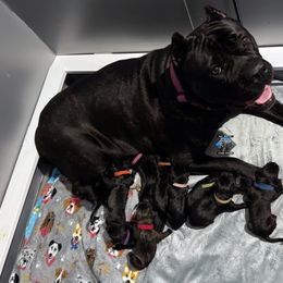 Girl 3 - Black Cane Corso puppy in Linden, Texas from Da Boyz Cane Corso