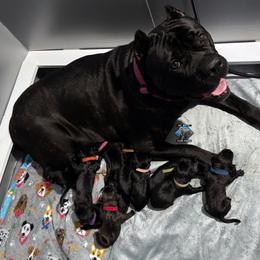 Girl 3 - Black Cane Corso puppy in Linden, Texas from Da Boyz Cane Corso