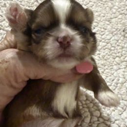 Audreen - Liver female Shih Tzu puppy in Corpus Christi, Texas from Pam Crump Shih Tzu