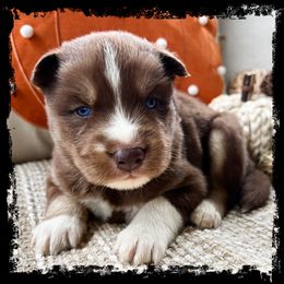 Scarecrow - Red and white male Siberian Husky puppy in Union Grove, Alabama from Southern Siberian Life
