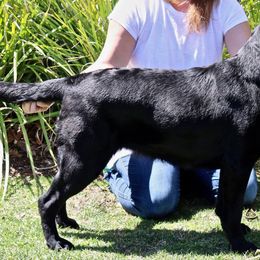 Labrador Retriever All Grown Up from Shadowhawk Labrador Retrievers
