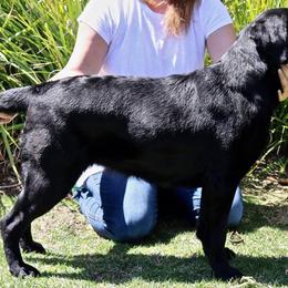 Labrador Retriever All Grown Up from Shadowhawk Labrador Retrievers